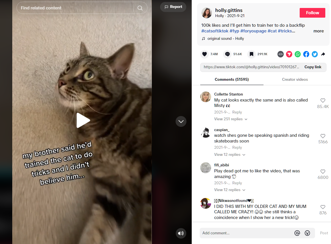 Cat Tricks Viral Video